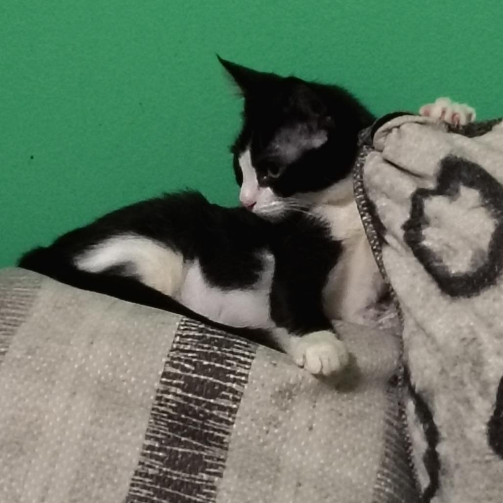 Ash, a Adoptable Domestic Short Hair in Beulaville, NC image 3/6