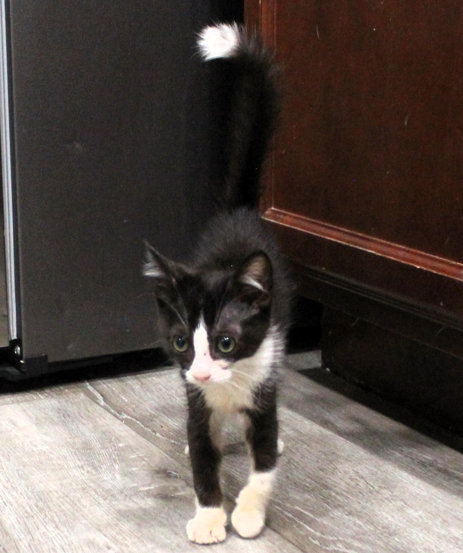 Ash, a Adoptable Domestic Short Hair in Beulaville, NC image 5/6