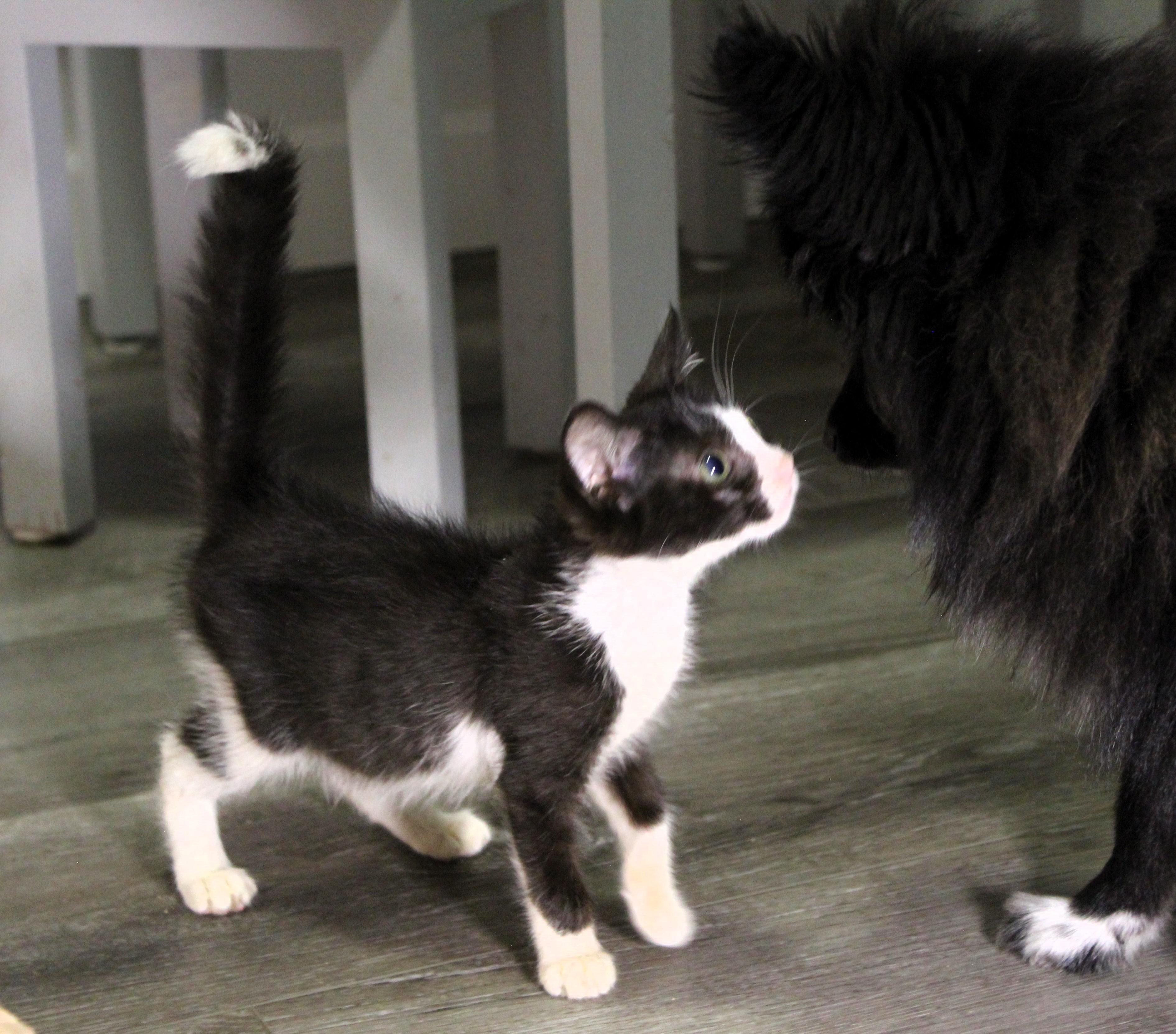 Ash, a Adoptable Domestic Short Hair in Beulaville, NC image 6/6