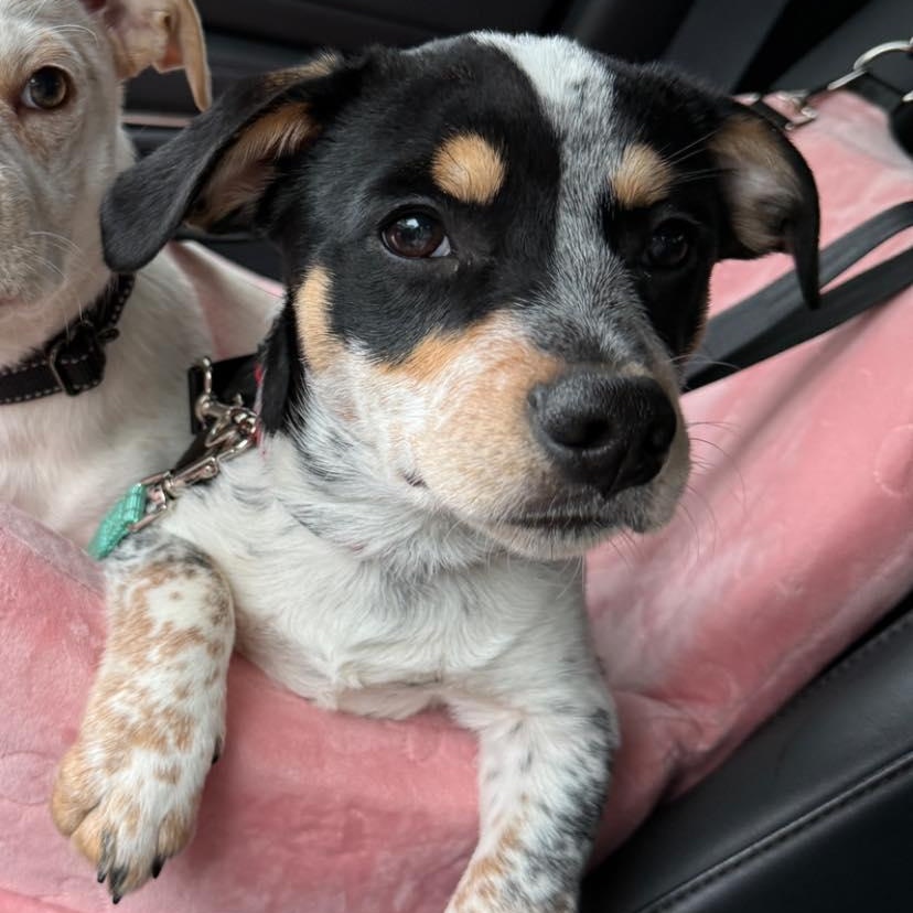 Enlarge Rubble, a Adoptable mixed breed in Salem, OR image 2/6