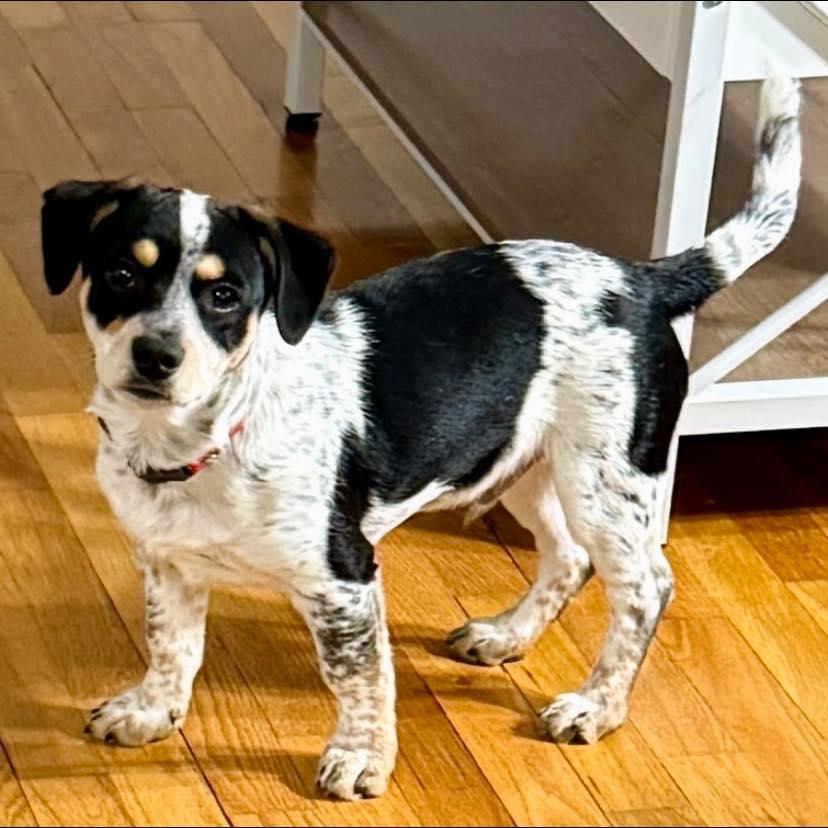 Enlarge Rubble, a Adoptable mixed breed in Salem, OR image 4/6