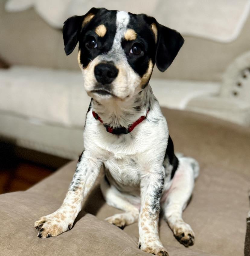 Enlarge Rubble, a Adoptable mixed breed in Salem, OR image 5/6