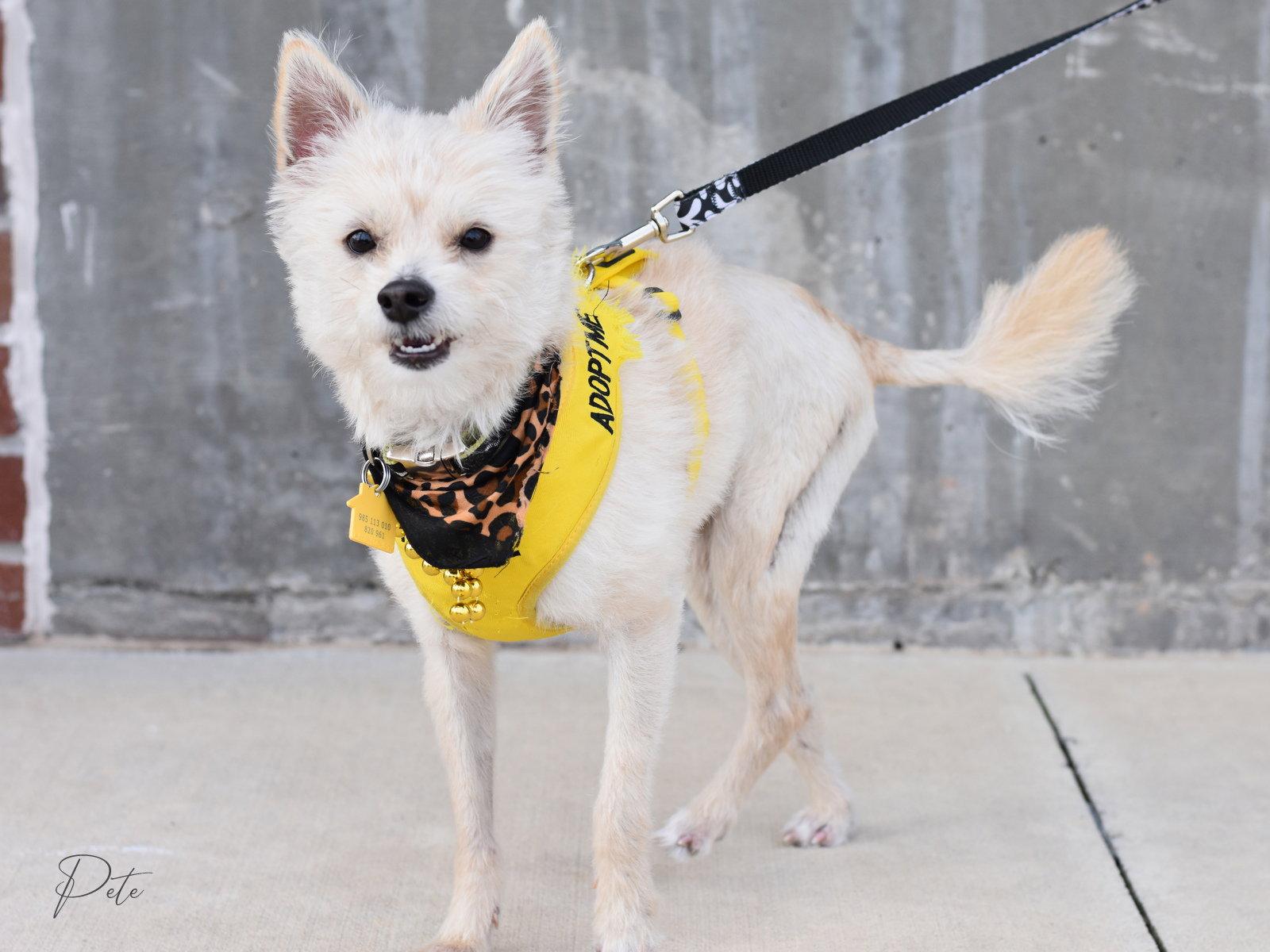 Pete, Adoptable, Young Male West Highland White Terrier / Westie.