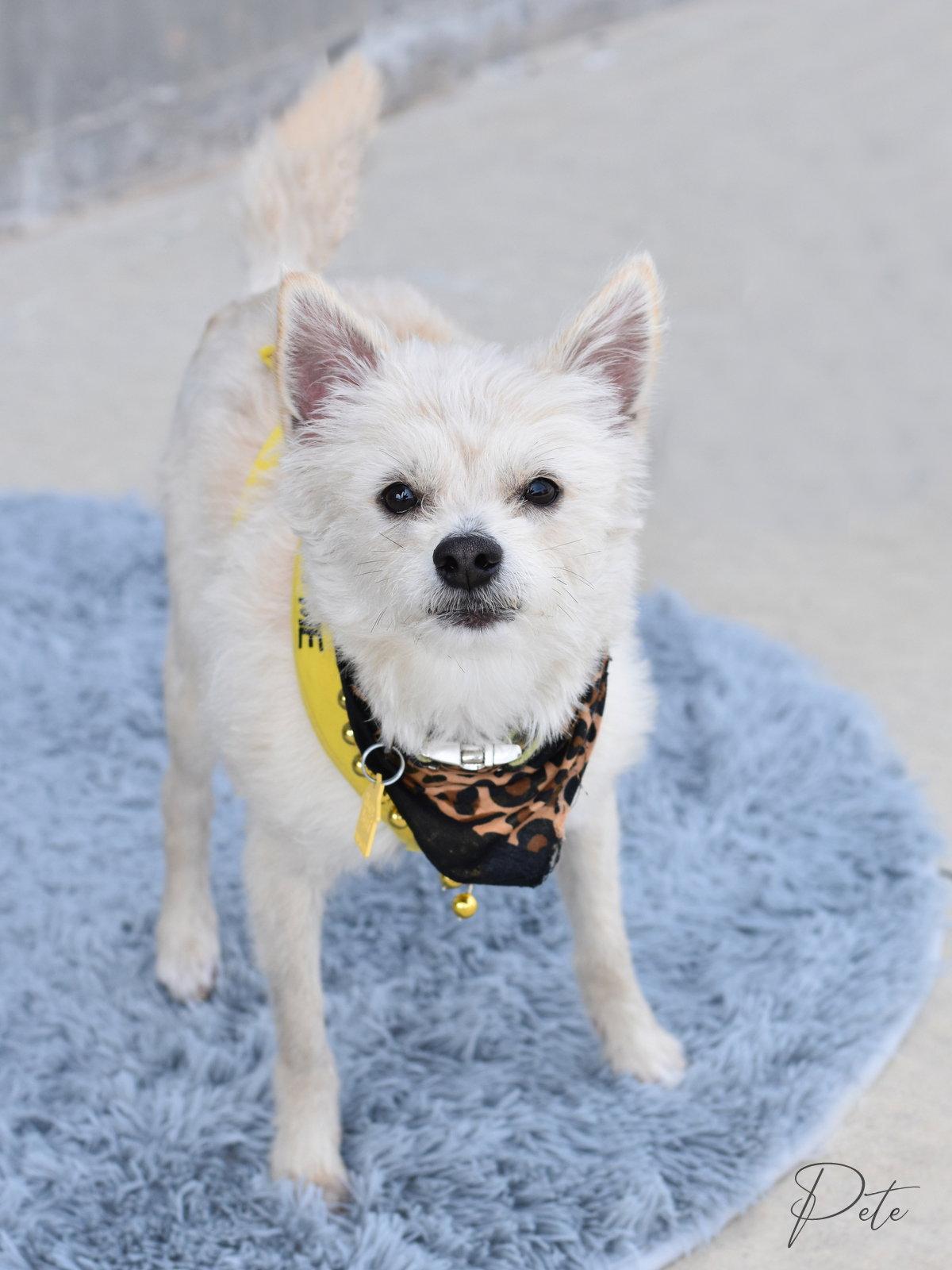 Pete, a Adoptable West Highland White Terrier / Westie in Montgomery, TX image 2/3