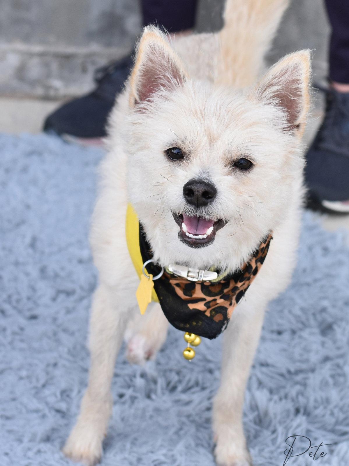 Pete, a Adoptable West Highland White Terrier / Westie in Montgomery, TX image 3/3