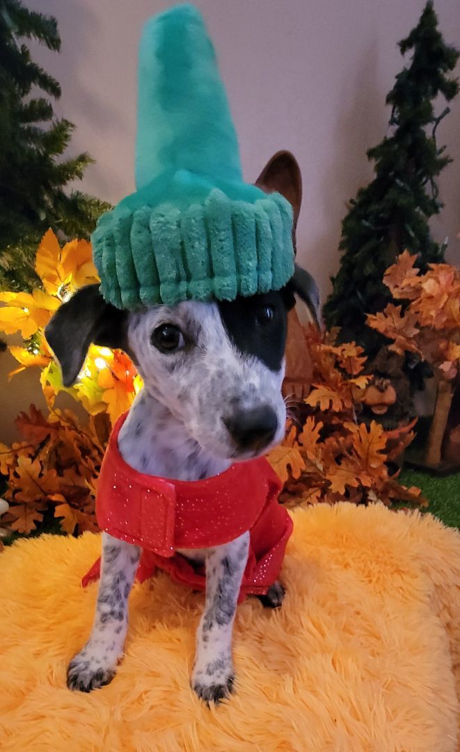 Oreo, Adopted, Puppy Male Australian Cattle Dog / Blue Heeler & Mixed Breed.
