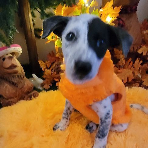 Enlarge Oreo, a Adopted mixed breed in Lancaster, CA image 2/5