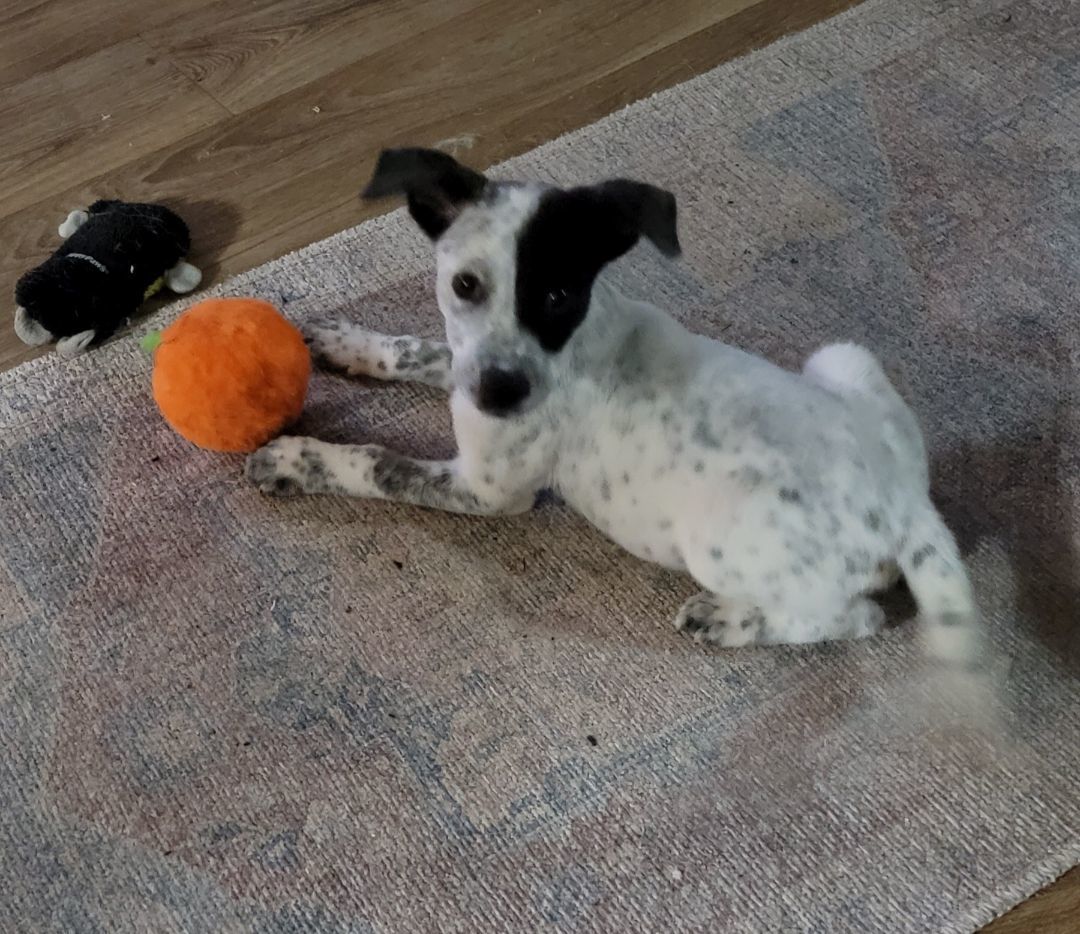 Enlarge Oreo, a Adopted mixed breed in Lancaster, CA image 3/5