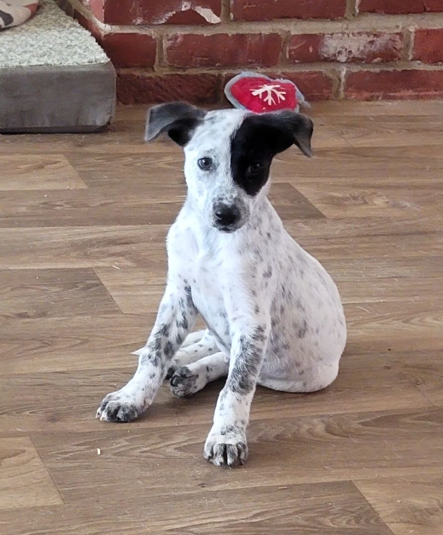 Enlarge Oreo, a Adopted mixed breed in Lancaster, CA image 4/5