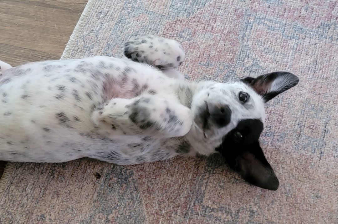 Enlarge Oreo, a Adopted mixed breed in Lancaster, CA image 5/5