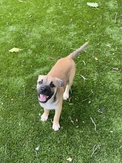Martha 49975, Baby Female Mixed Breed