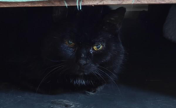 Bear, Adoptable, Senior Male Domestic Short Hair.