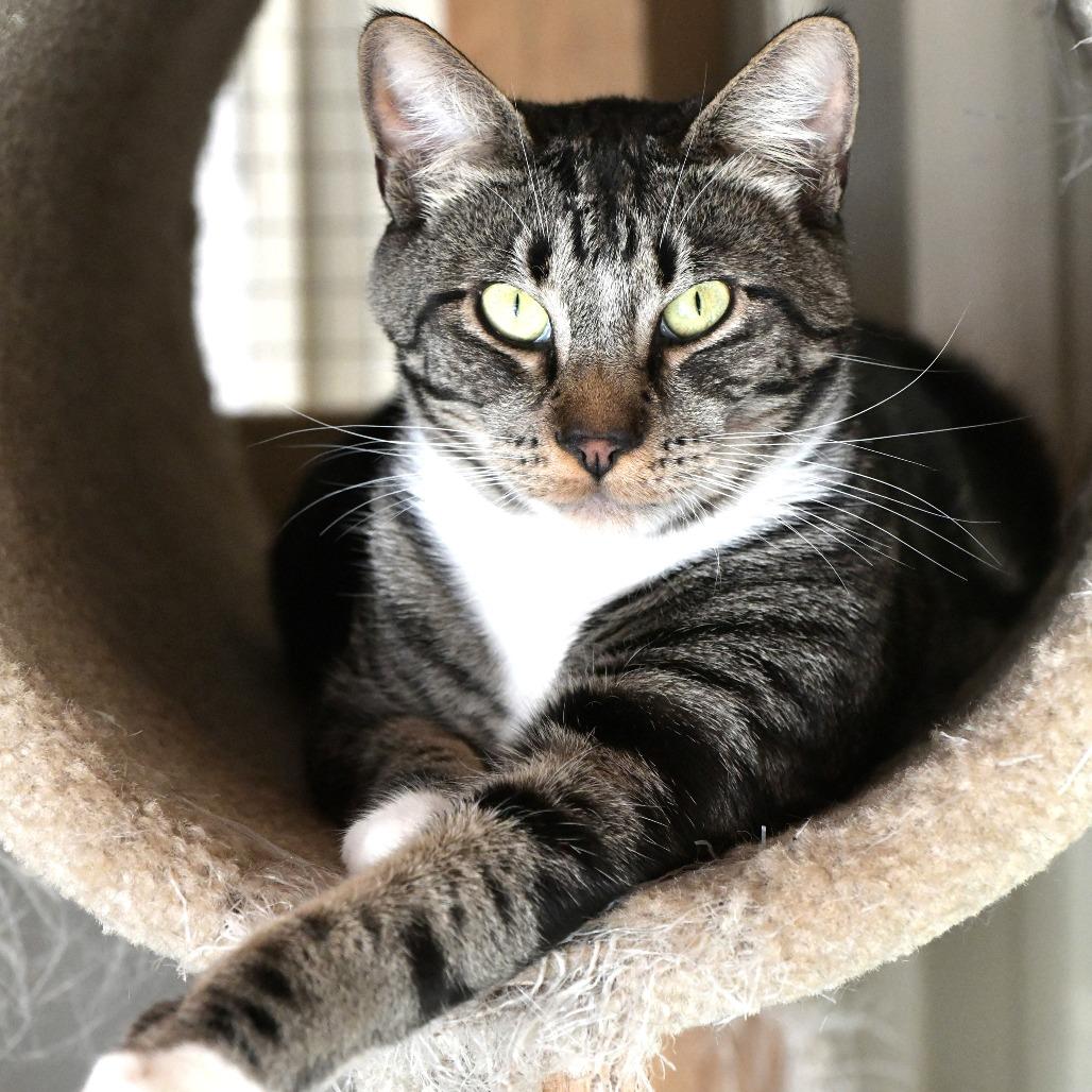Gurt, Adoptable, Young Male Domestic Short Hair.