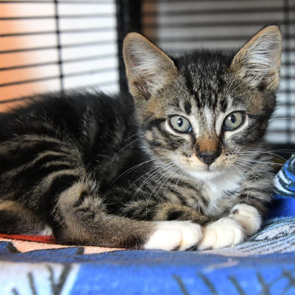 Enlarge Gurt, a Adoptable Domestic Short Hair in Chilliwack, BC image 1/2