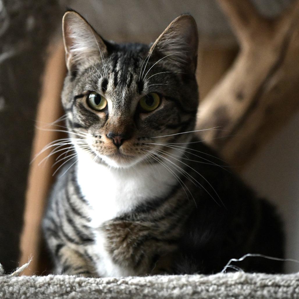 Enlarge Gurt, a Adoptable Domestic Short Hair in Chilliwack, BC image 2/4