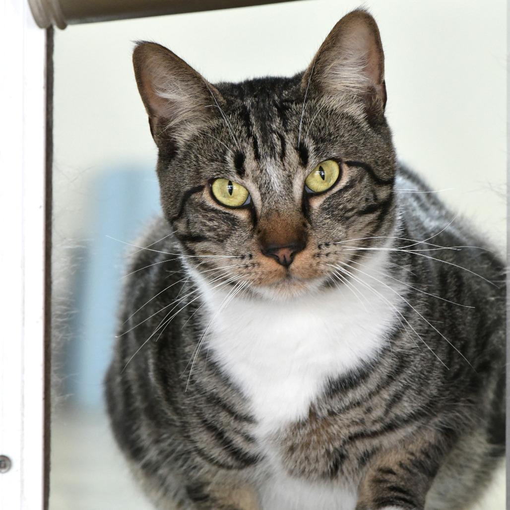 Enlarge Gurt, a Adoptable Domestic Short Hair in Chilliwack, BC image 4/6