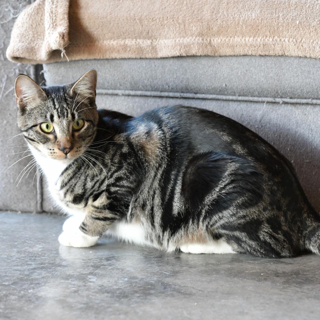 Enlarge Gurt, a Adoptable Domestic Short Hair in Chilliwack, BC image 3/4