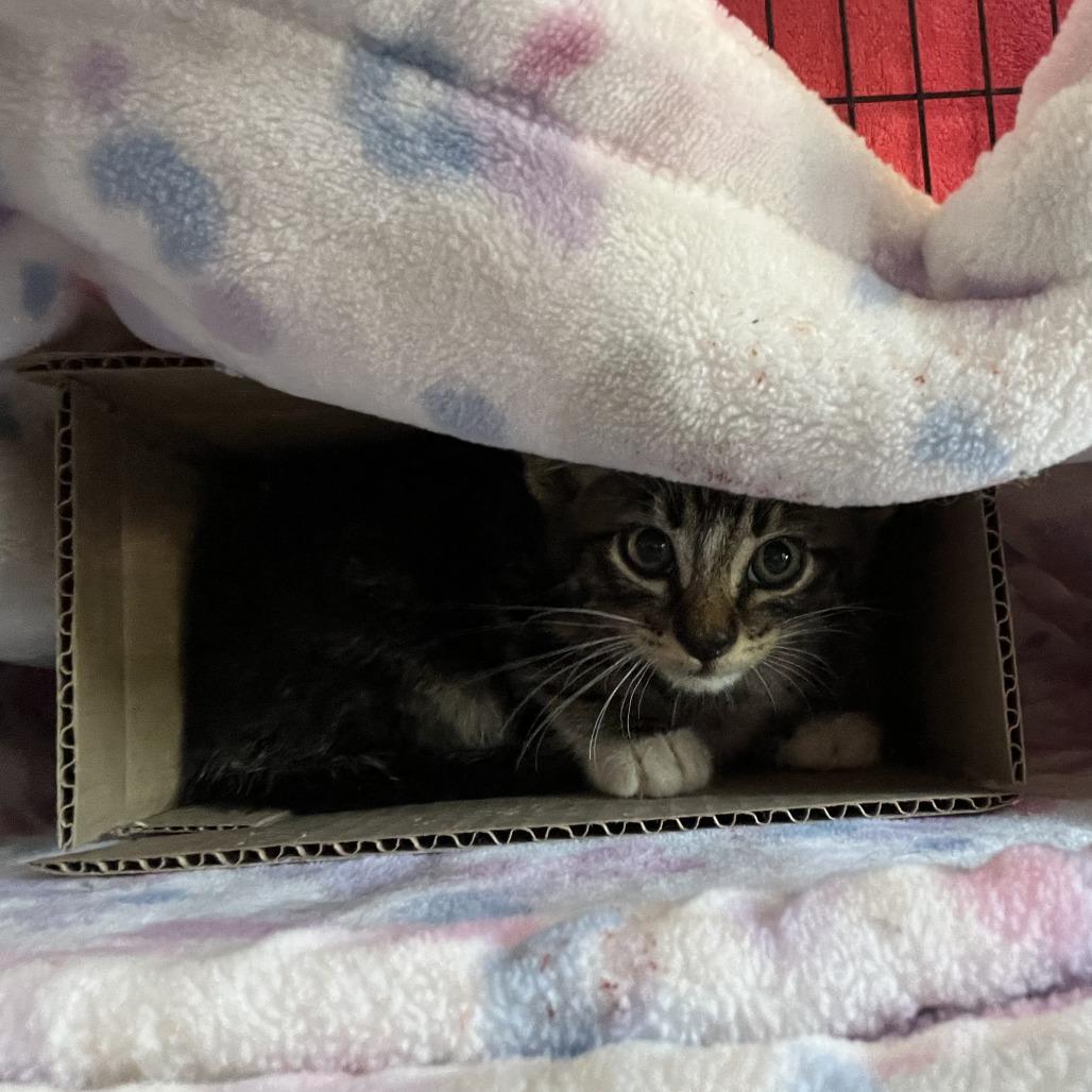 Enlarge Gurt, a Adoptable Domestic Short Hair in Chilliwack, BC image 2/2