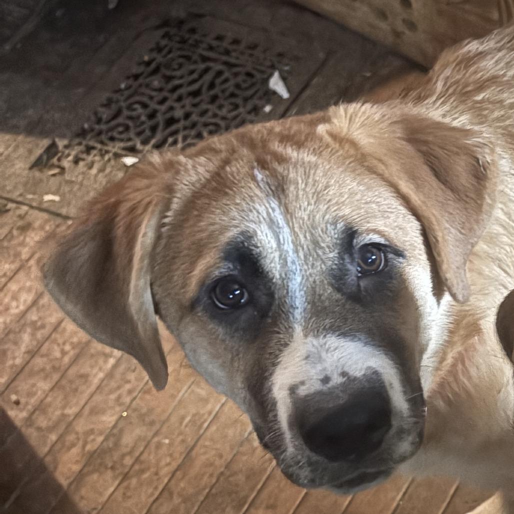 Enlarge Mabel, a Adoptable mixed breed in Saratoga Springs, NY image 2/6