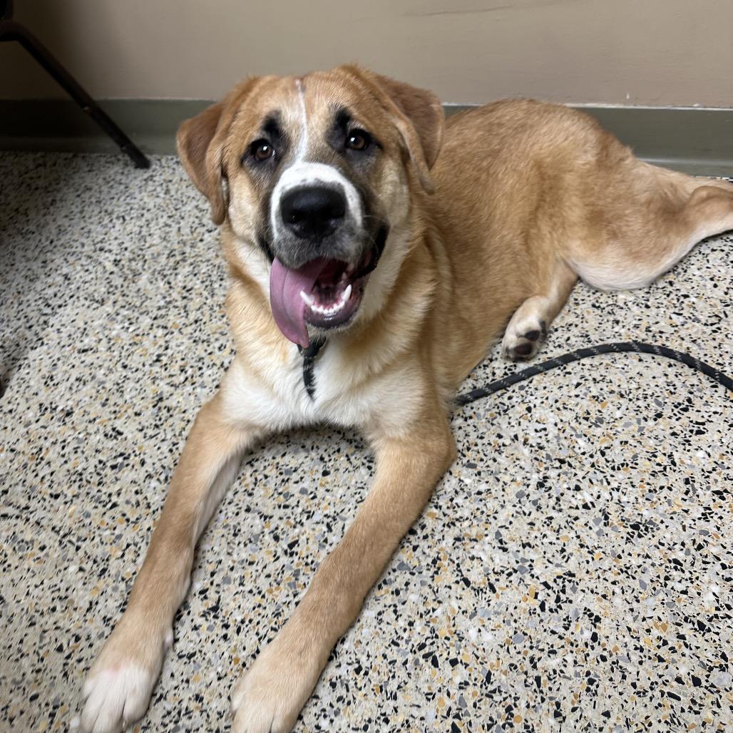 Enlarge Mabel, a Adoptable mixed breed in Saratoga Springs, NY image 3/6