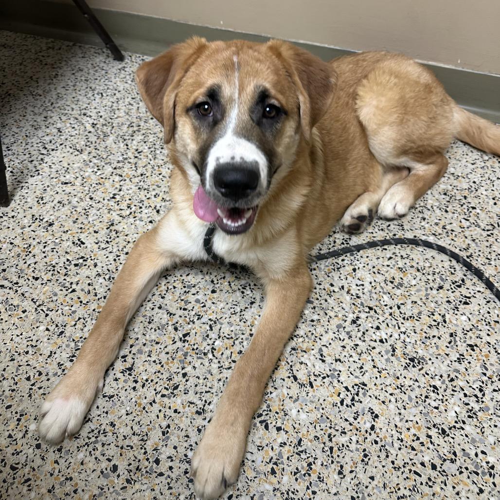Enlarge Mabel, a Adoptable mixed breed in Saratoga Springs, NY image 4/6