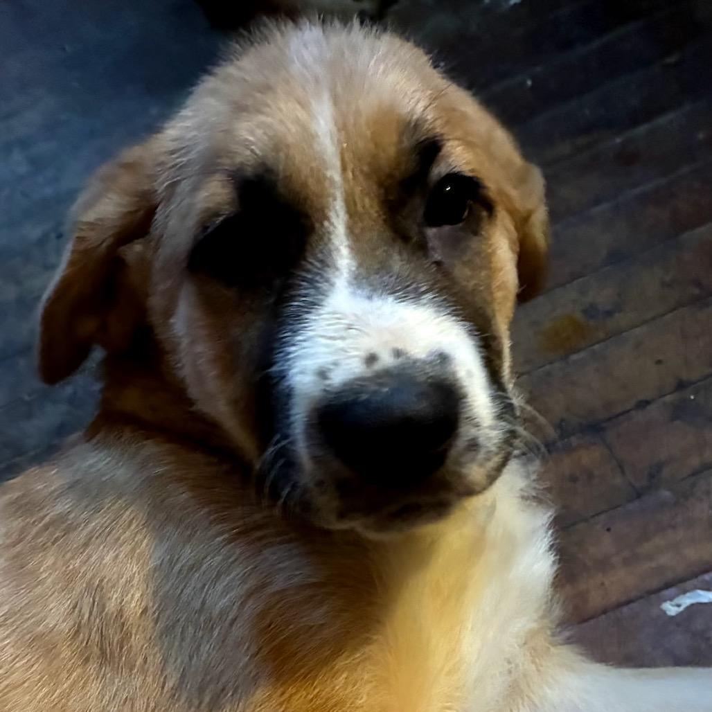 Enlarge Mabel, a Adoptable mixed breed in Saratoga Springs, NY image 6/6