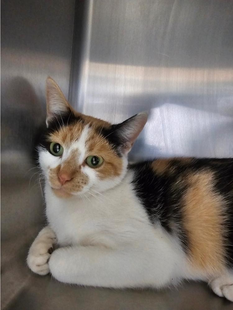 Lima Bean, Adoptable, Young Female Domestic Short Hair.