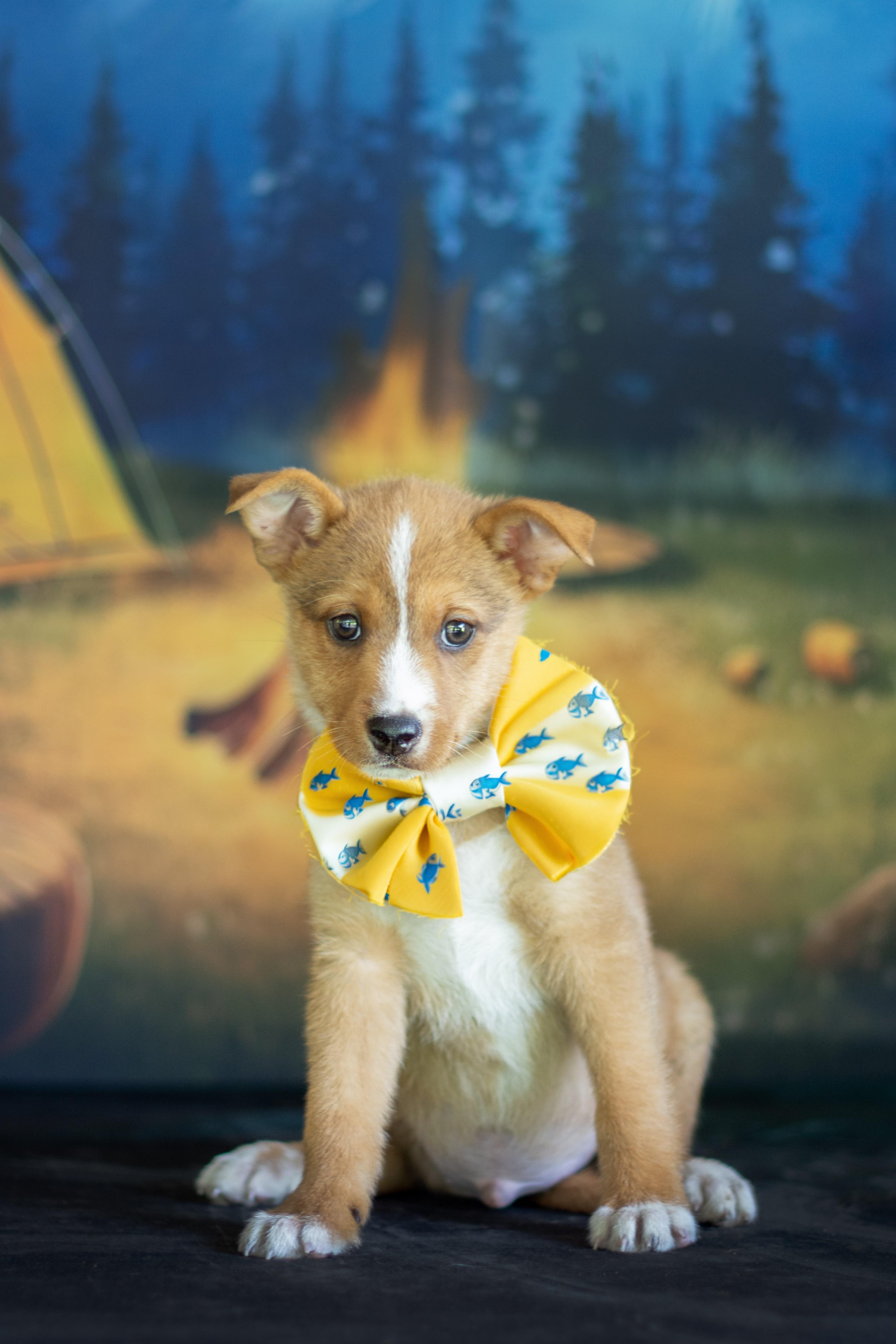 Hamm, ADOPTABLE, Puppy Male Shepherd.