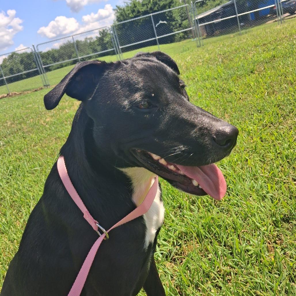 Butter, Adoptable, Adult Female Mixed Breed.