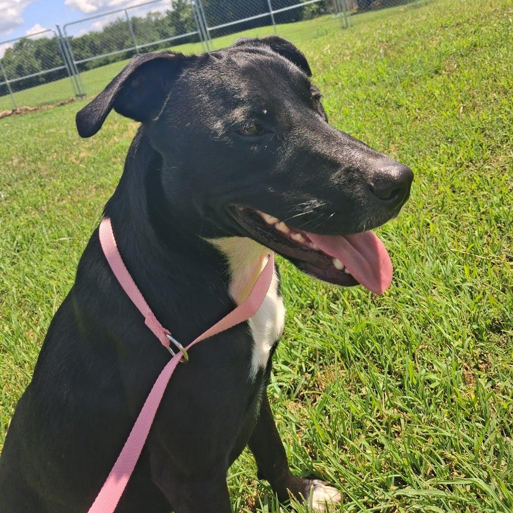 Butter, a Adoptable Mixed Breed in Pauls Valley, OK image 2/3