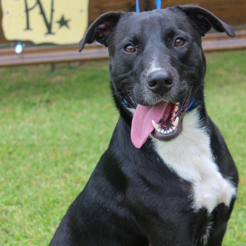 Butter, a Adoptable Mixed Breed in Pauls Valley, OK image 3/3