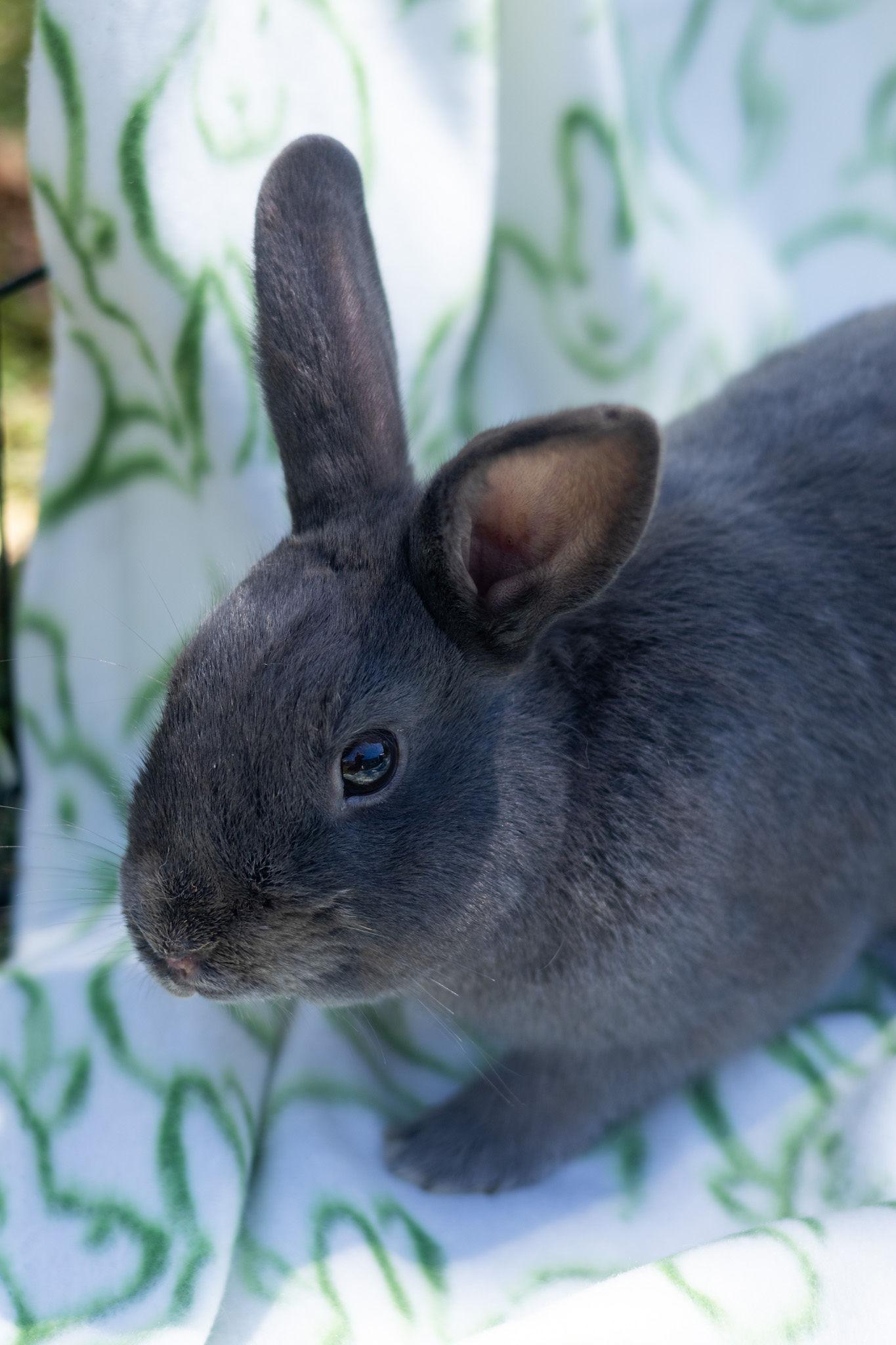 Handsome, ADOPTABLE, Young Male Beveren.