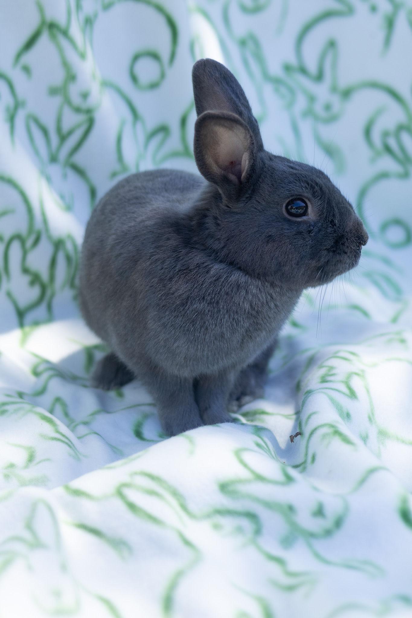 Handsome, a ADOPTABLE Beveren in Bishopville, SC image 3/3