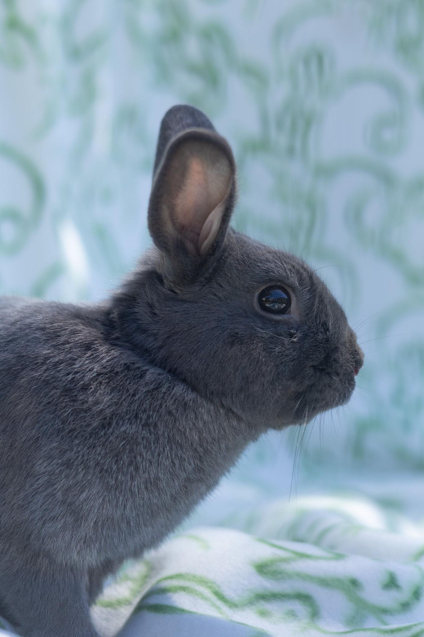 Handsome, a ADOPTABLE Beveren in Bishopville, SC image 2/3