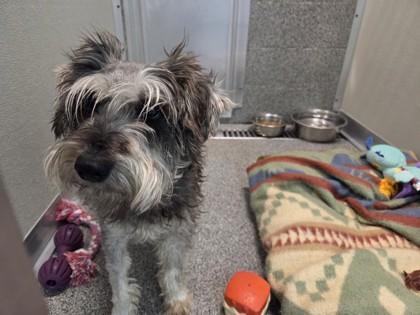 Enlarge Derek, a Adoptable Miniature Schnauzer in Hamilton, MT image 1/1