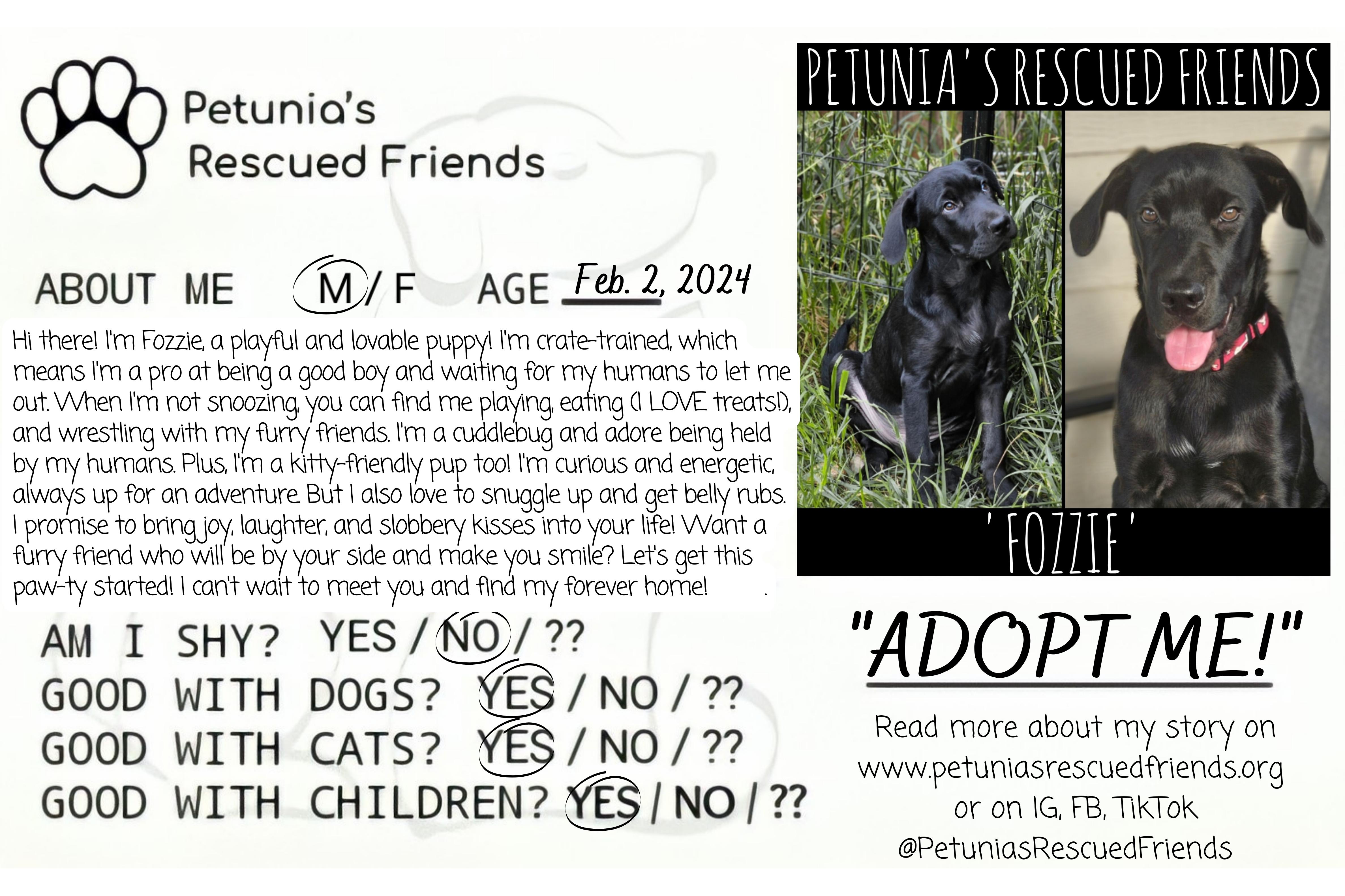 Enlarge Fozzie, a Adoptable Black Labrador Retriever in Castroville, TX image 2/5