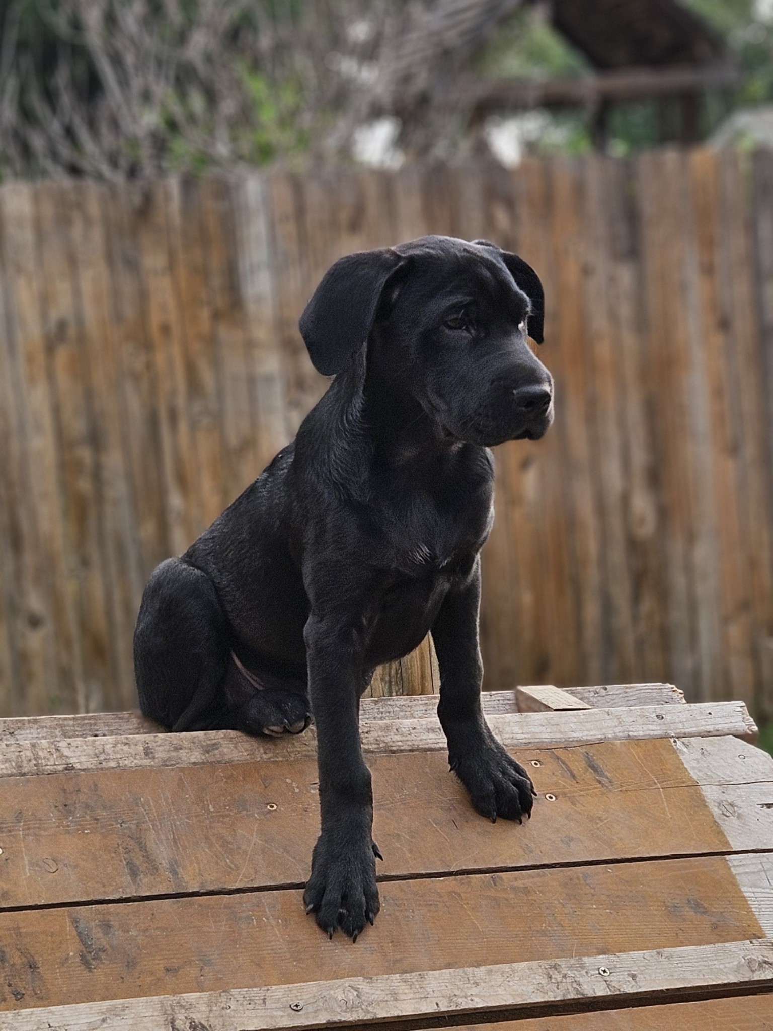 Enlarge Fozzie, a Adoptable Black Labrador Retriever in Castroville, TX image 4/5