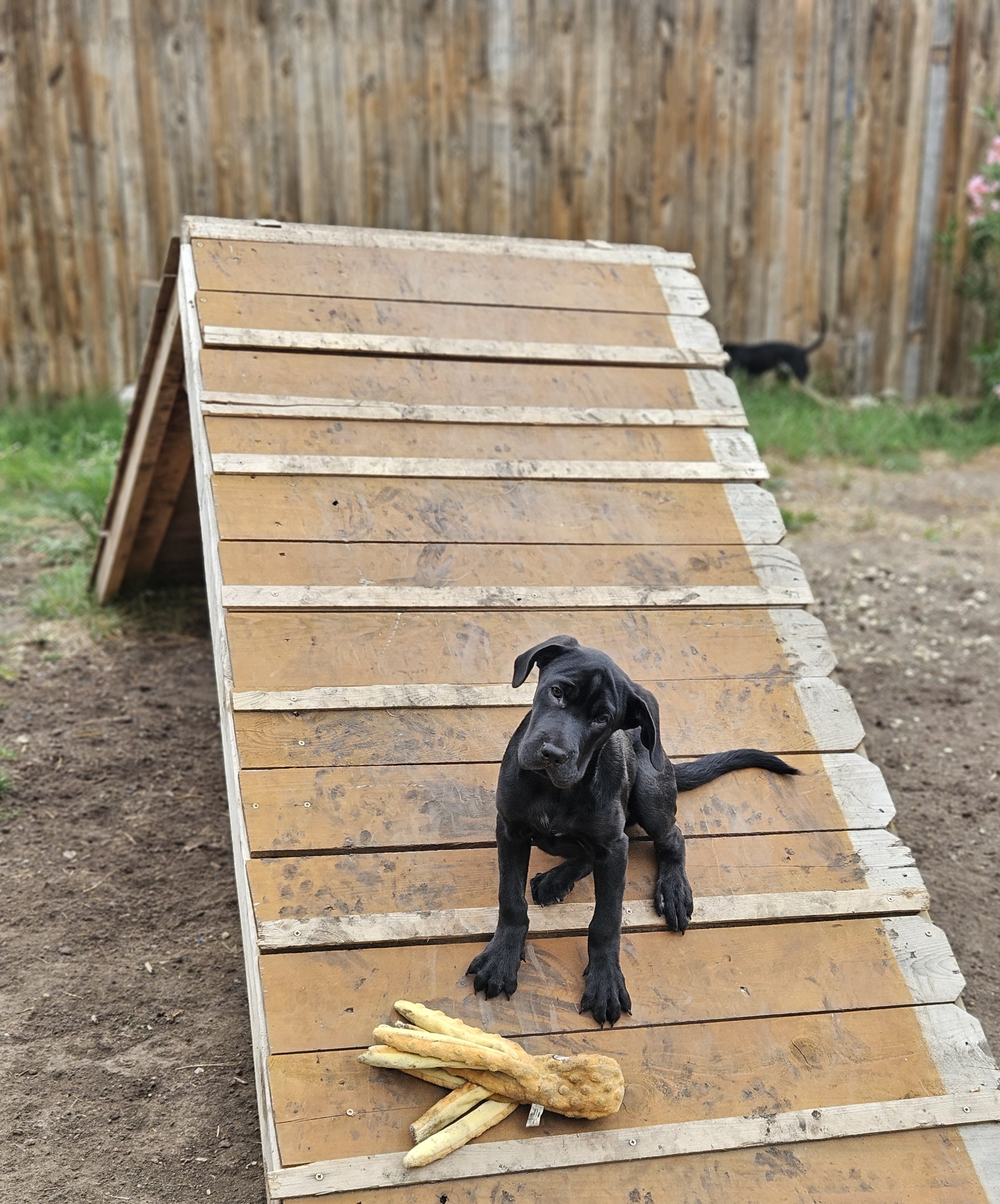 Enlarge Fozzie, a Adoptable Black Labrador Retriever in Castroville, TX image 3/5