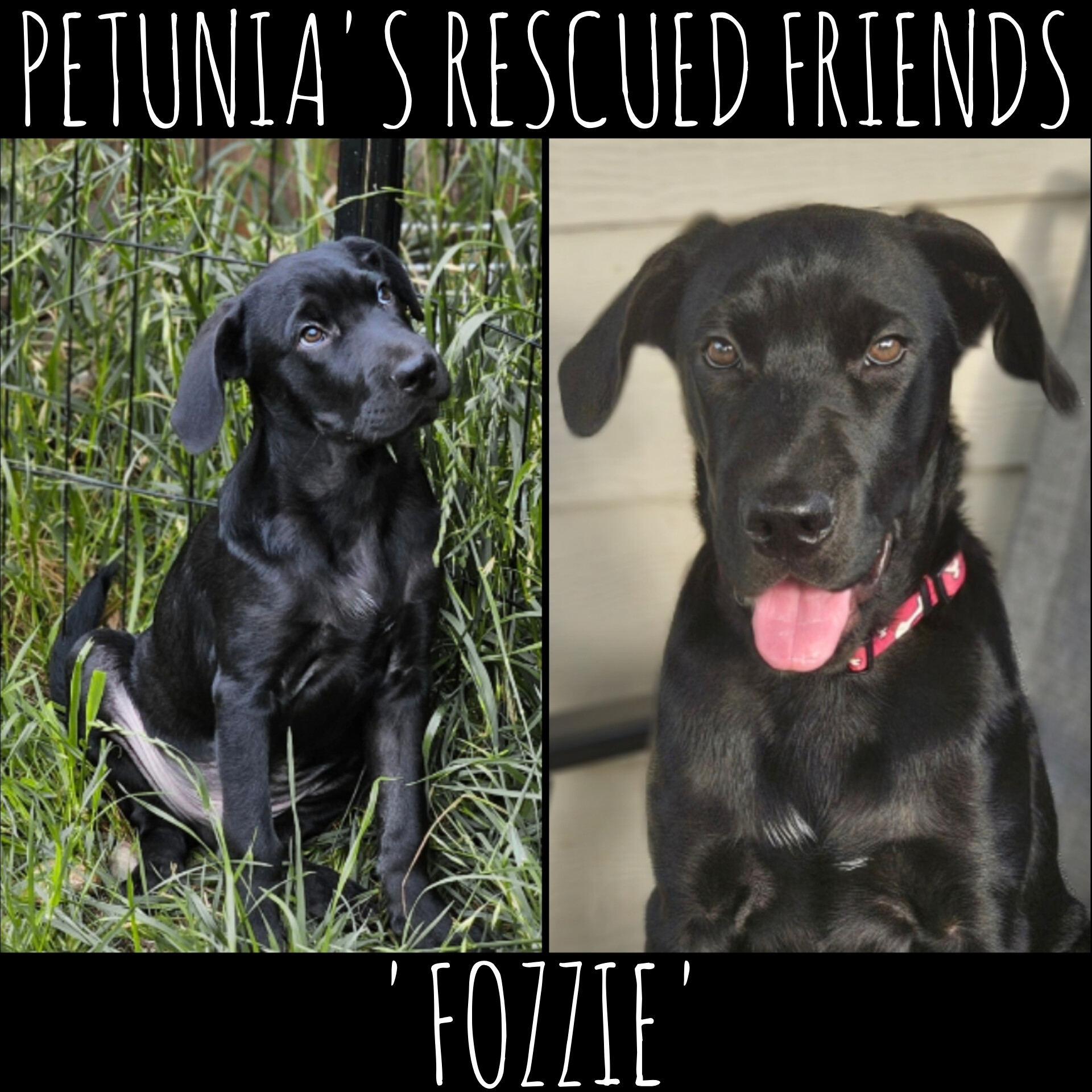 Fozzie, Adoptable, Puppy Male Black Labrador Retriever.