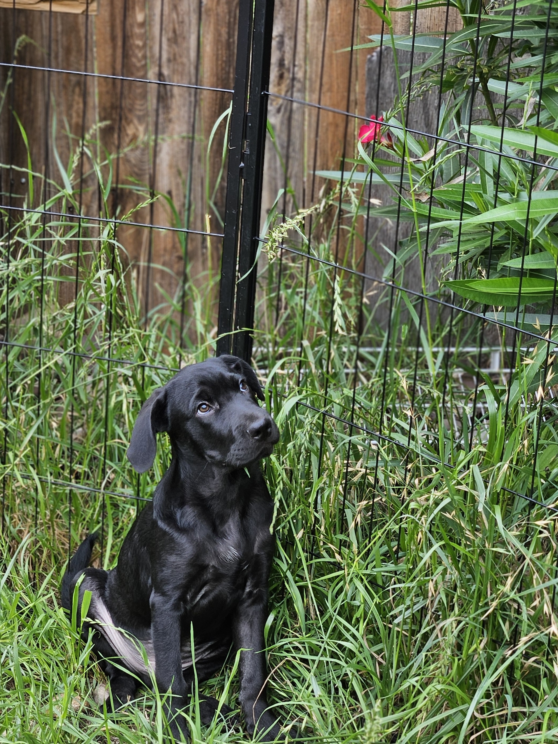 Enlarge Fozzie, a Adoptable Black Labrador Retriever in Castroville, TX image 5/5