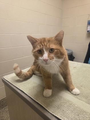 BLT, Adoptable, Adult Male Domestic Short Hair & Domestic Short Hair.