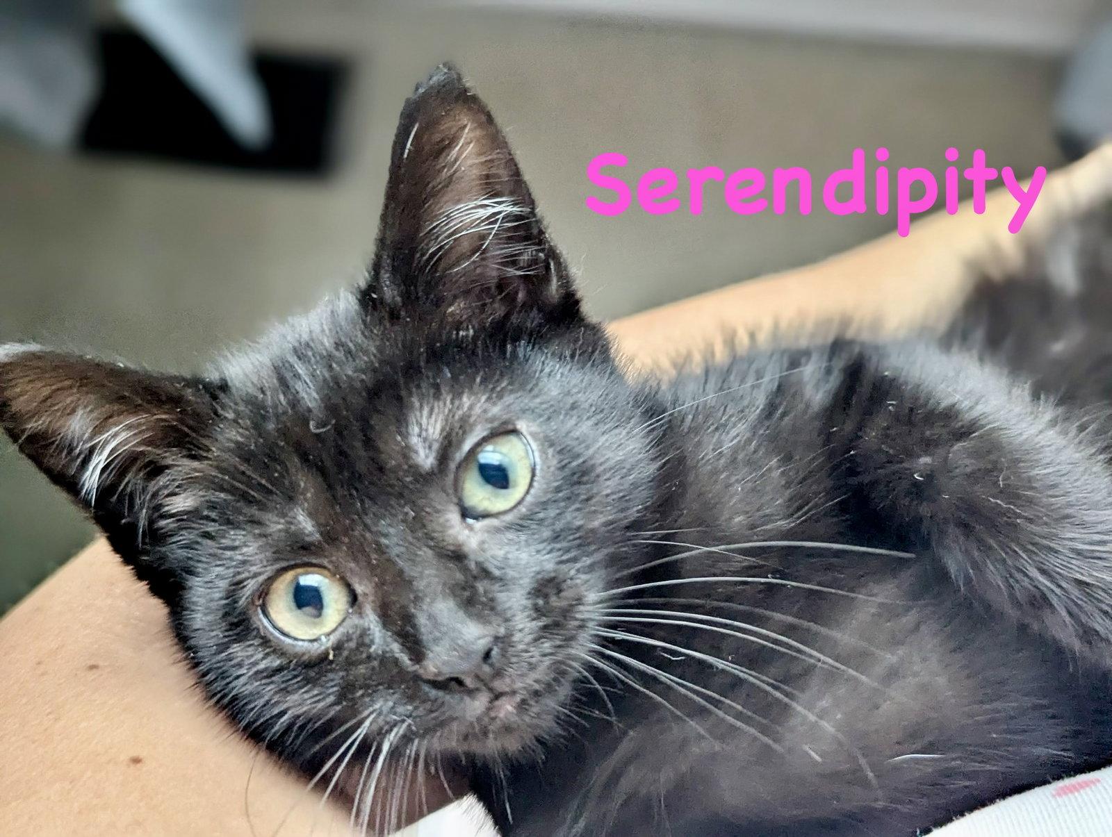 Serendipity, Adopted, Kitten Female Domestic Short Hair.