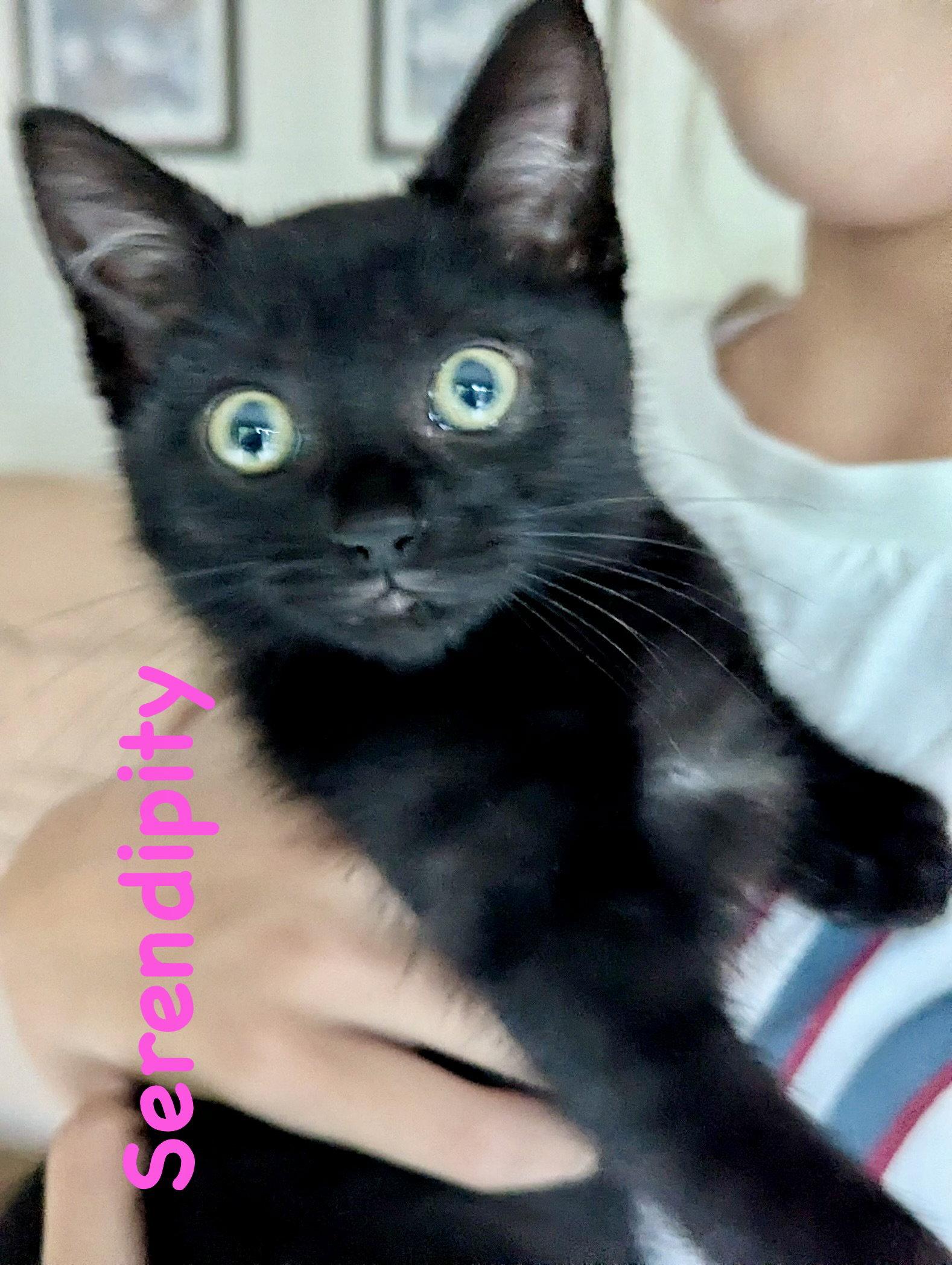 Enlarge Serendipity, a Adopted Domestic Short Hair in Reston, VA image 3/3