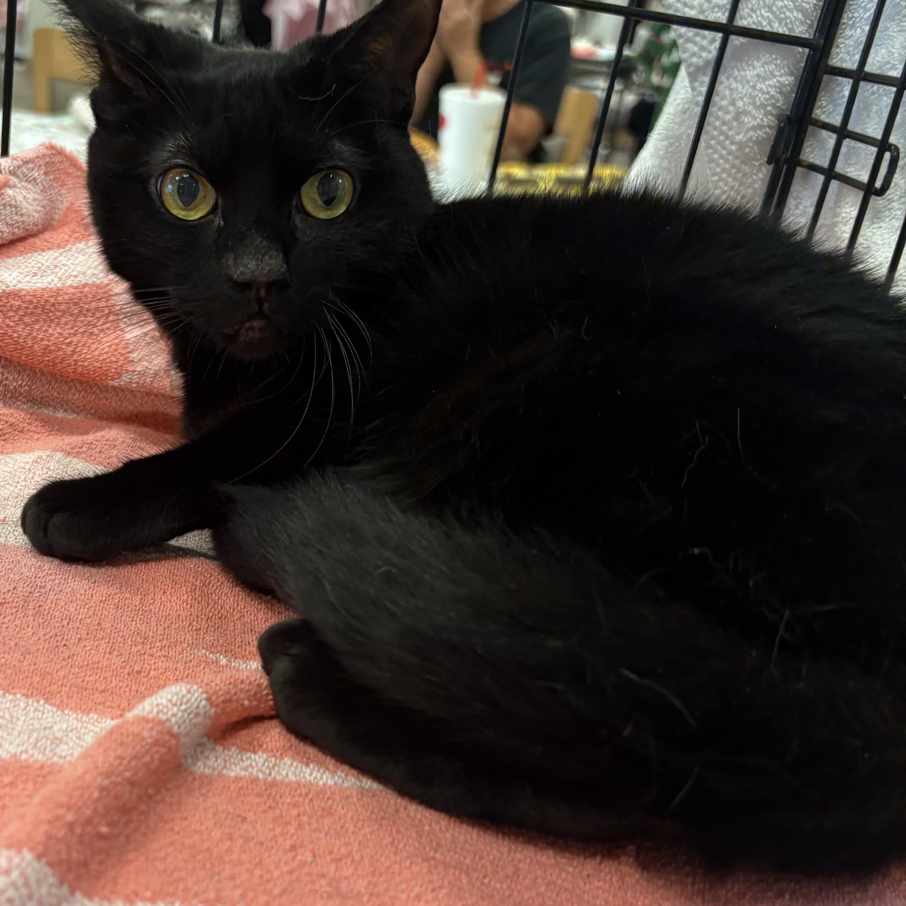 Princess Diana, Adoptable, Adult Female Bombay.