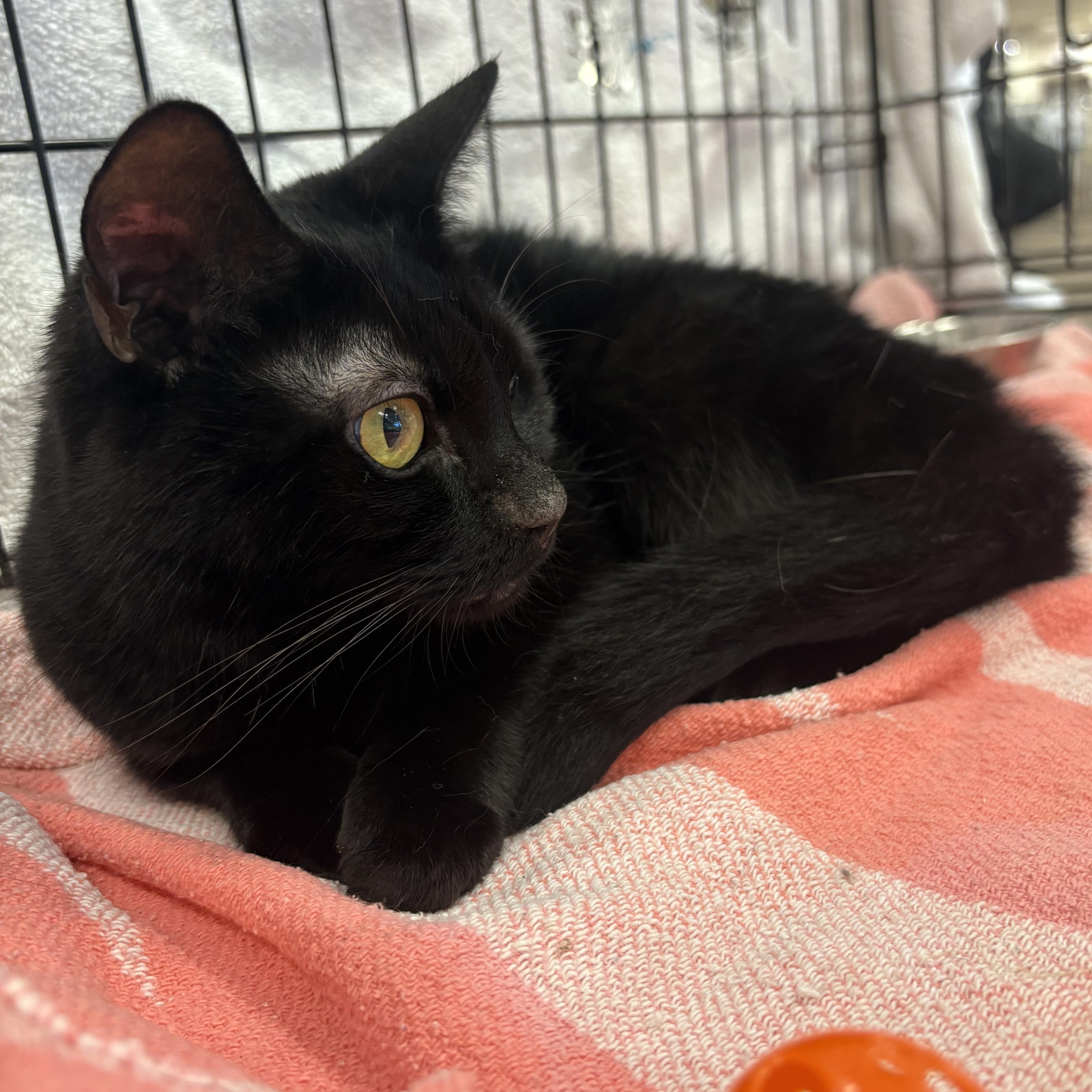 Princess Diana, a Adoptable mixed breed in Youngstown, FL image 5/5