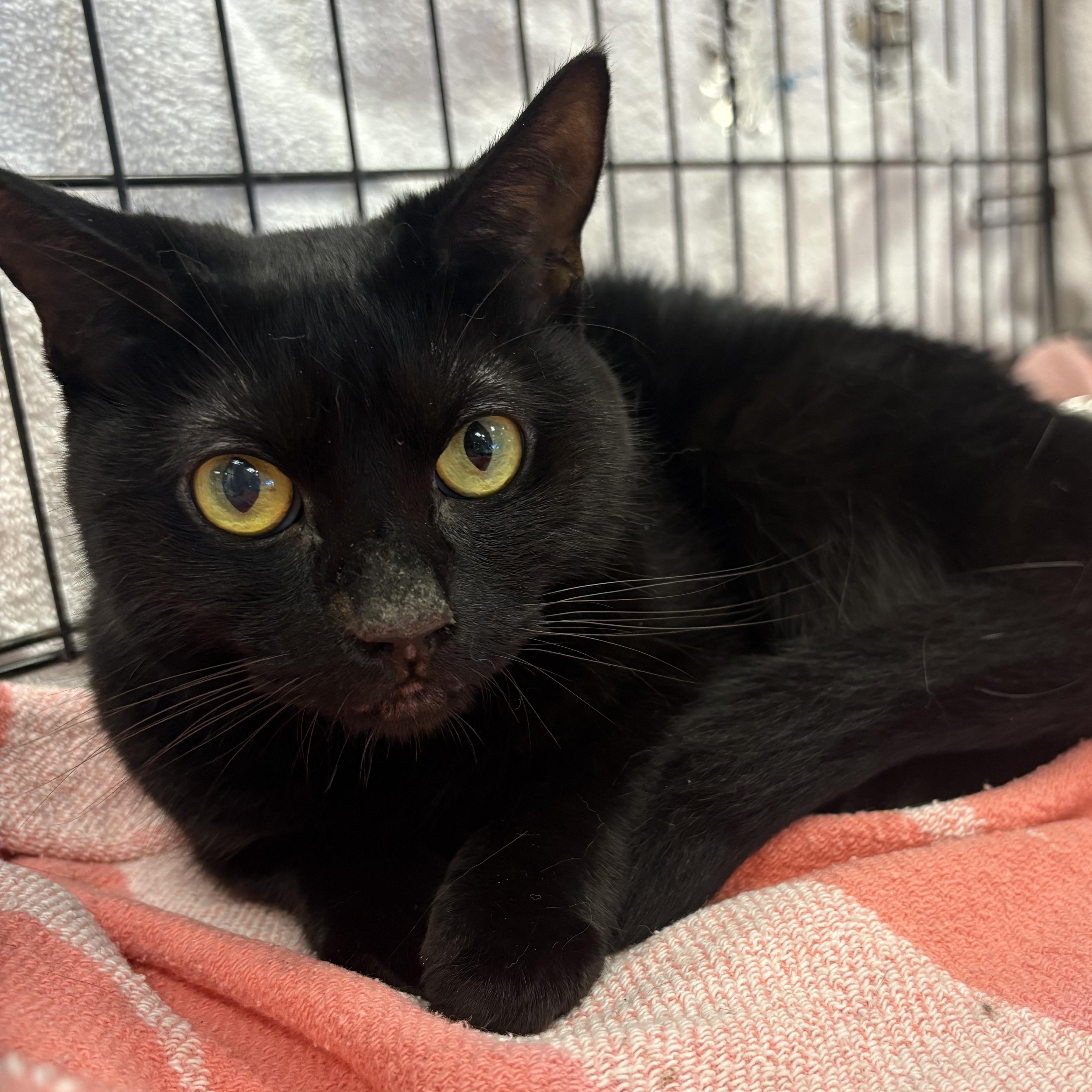 Princess Diana, a Adoptable mixed breed in Youngstown, FL image 2/5