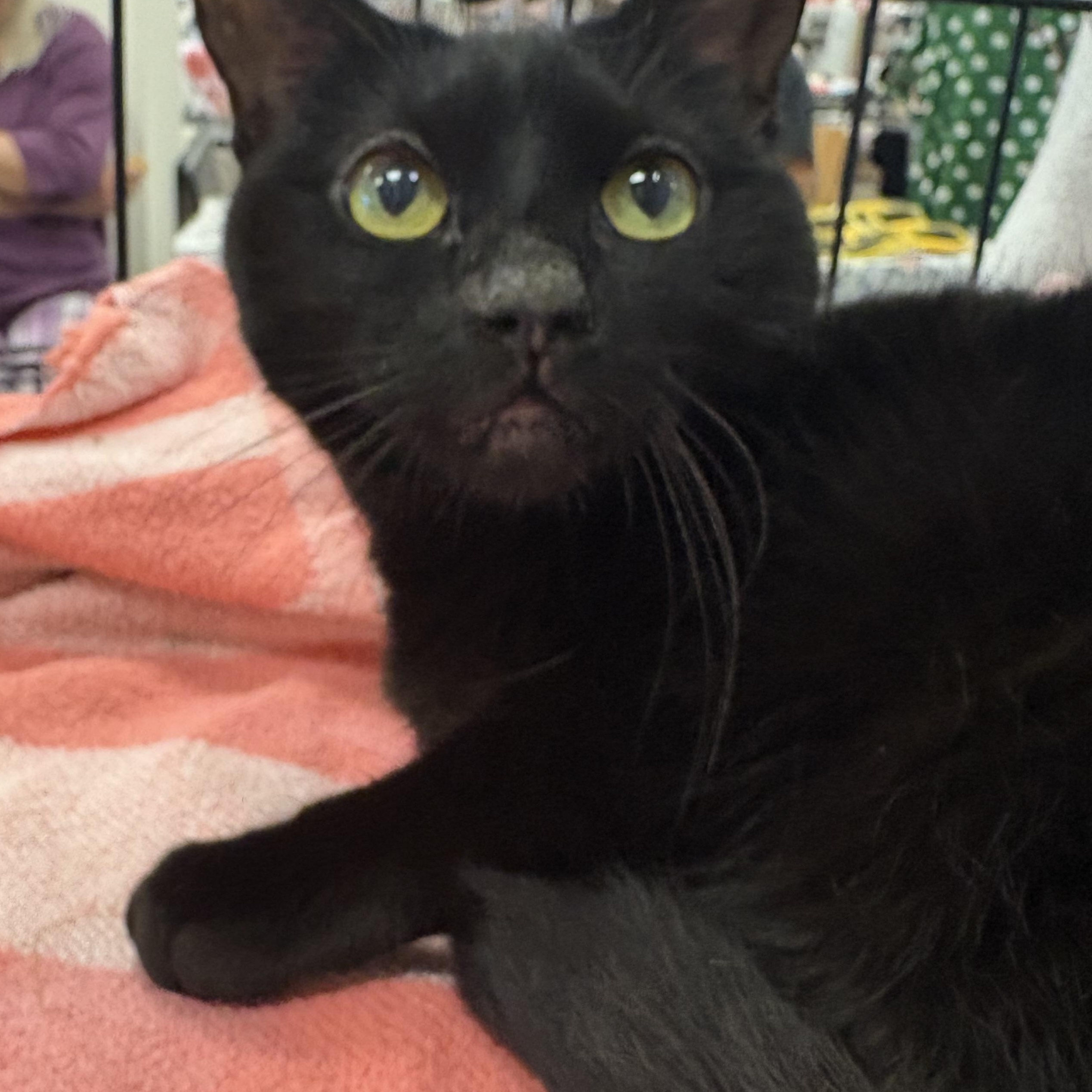 Princess Diana, a Adoptable mixed breed in Youngstown, FL image 1/5