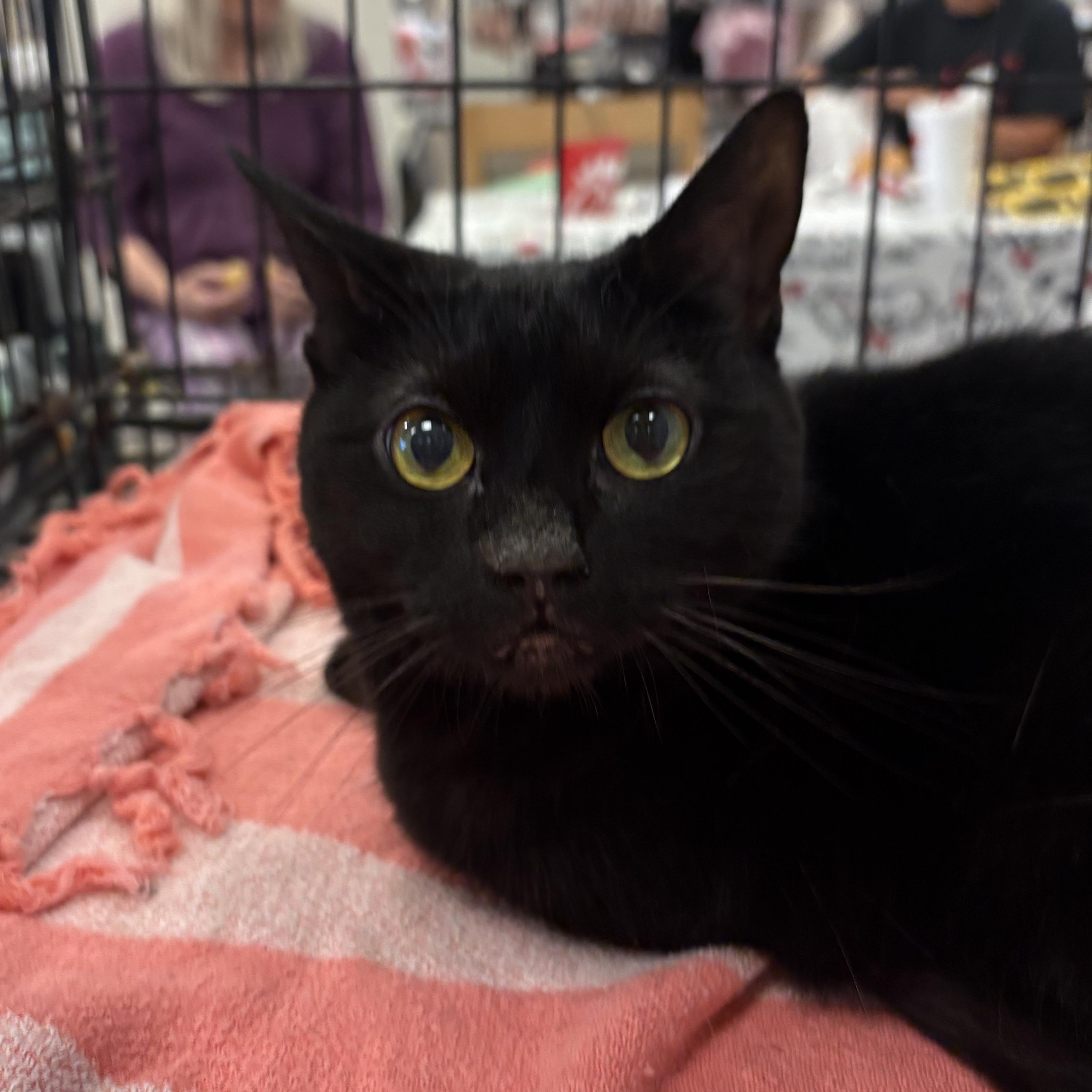 Princess Diana, a Adoptable mixed breed in Youngstown, FL image 3/5