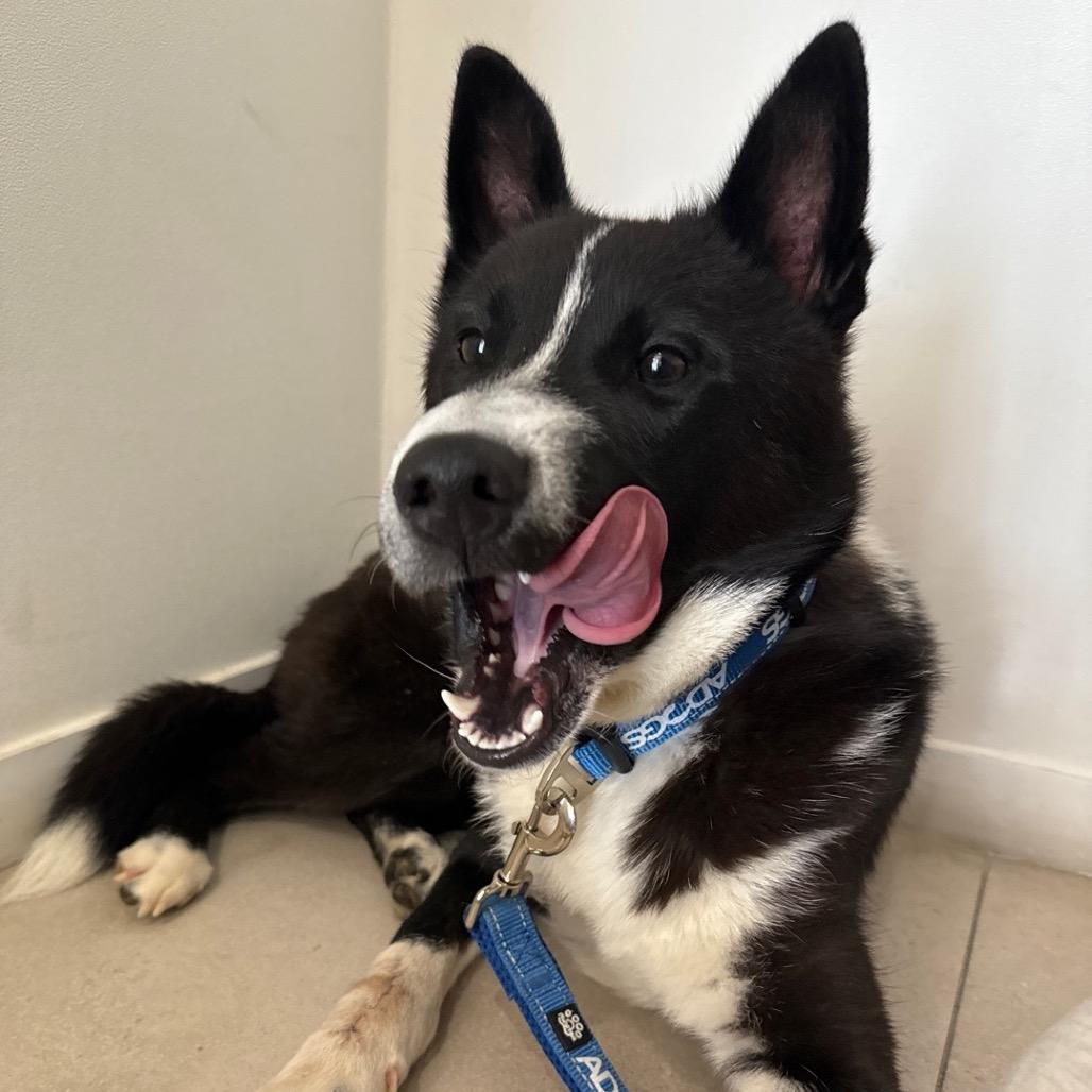 Enlarge Rown, a Adoptable mixed breed in Northbrook, IL image 1/6