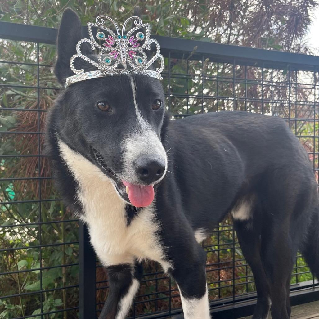 Enlarge Rown, a Adoptable mixed breed in Northbrook, IL image 2/6